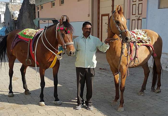 Катхиавари, фото фотография лошади