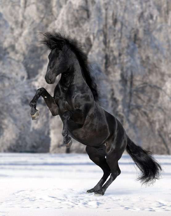 Кладрубская лошадь (кладруб), фото фотография