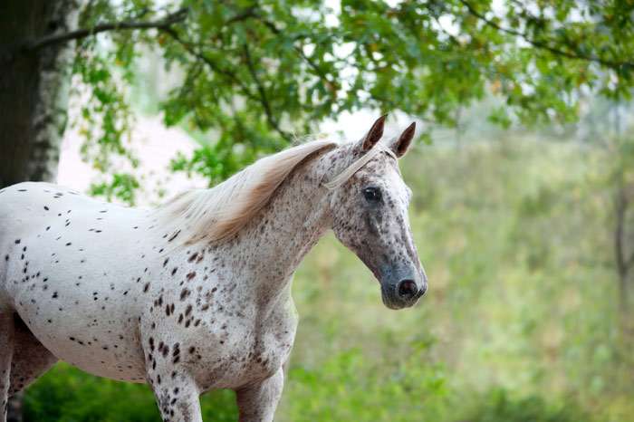 Кнабструпская лошадь, кнабструп, фото фотография