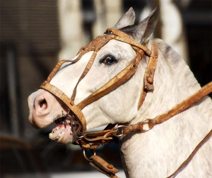 Криолло, фото фотография лошади