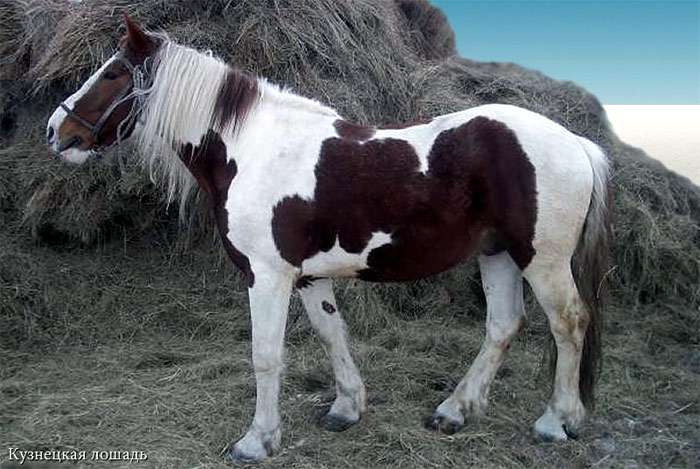 Кузнецкая лошадь, рисунок картинка
