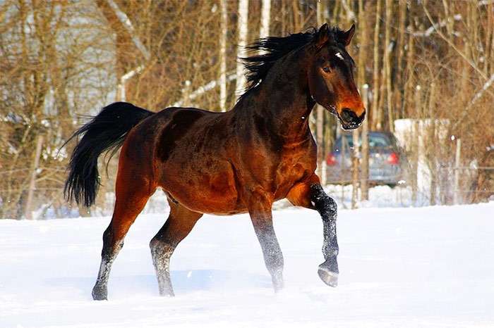 Латвийская лошадь, фото фотография