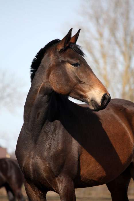 Латвийская лошадь, фото фотография