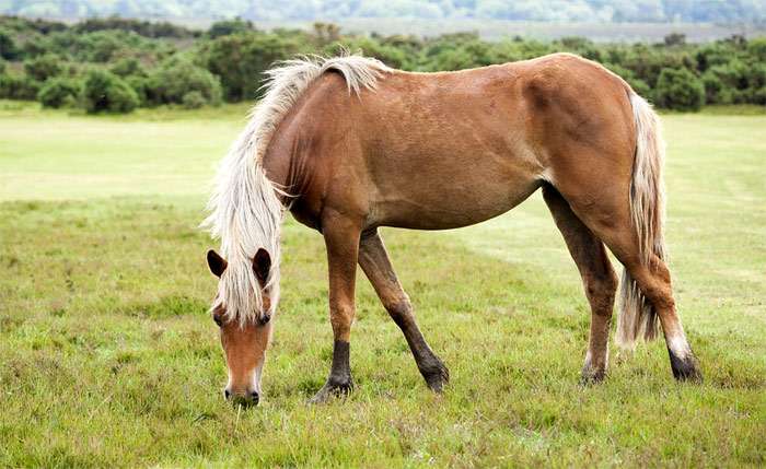 Нью-Форест пони, фото фотография лошади