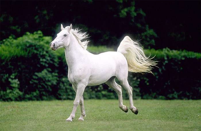 Липиццианская лошадь, фото фотография