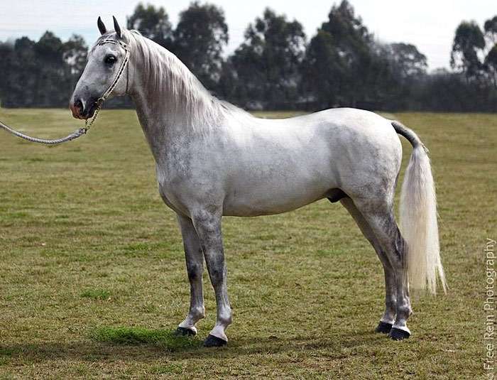 Липиццианская лошадь, фото фотография