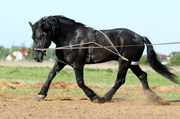 Литовский тяжеловоз, фото фотография лошади