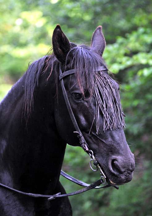 Лузитанская лошадь (лузитано), фото фотография