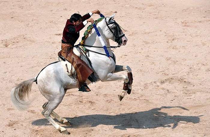 Лузитанская лошадь (лузитано), фото фотография