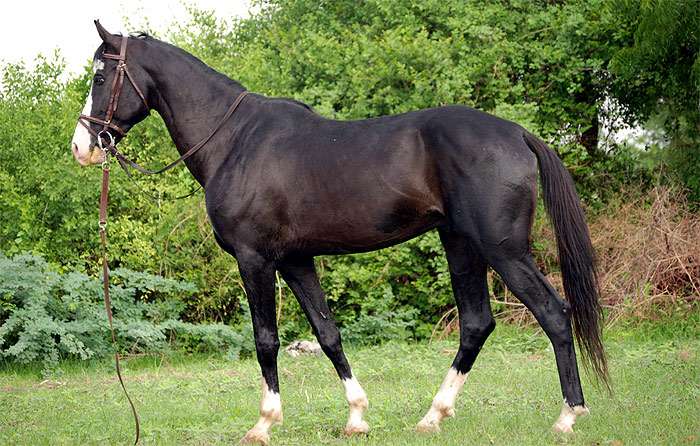 Марварская лошадь (марвари), фото фотография