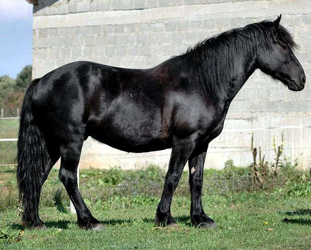 Меренская лошадь, арьежский пони, фото фотография
