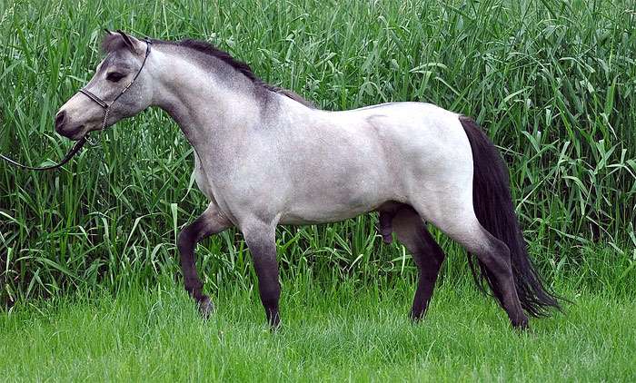 Американская миниатюрная лошадь, фото фотография