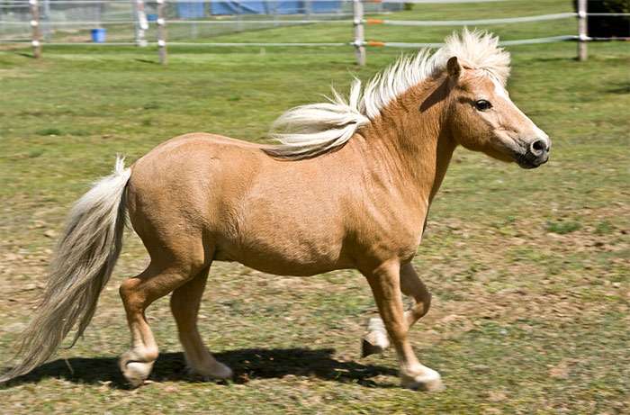 Миниатюрная американская лошадь, фото фотография
