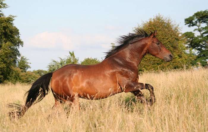 Мустанг, фото фотография дикая лошадь