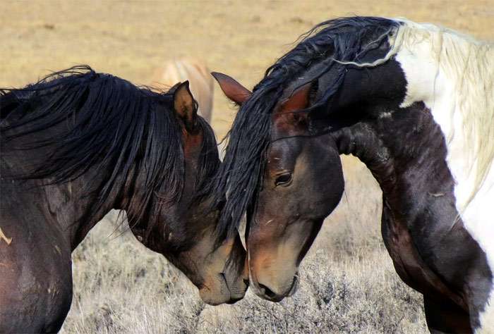 Мустанг, фото фотография дикая лошадь