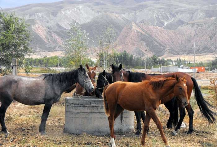 Новокиргизская лошадь, фото фотография