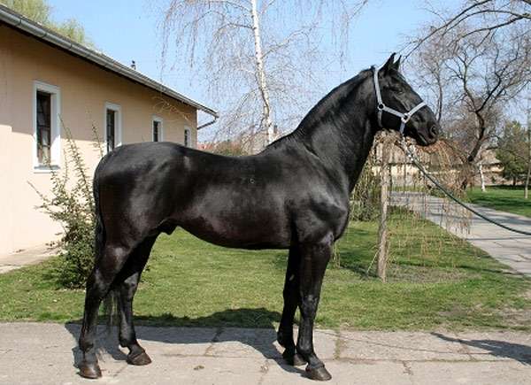 Нониус, фото фотография лошади