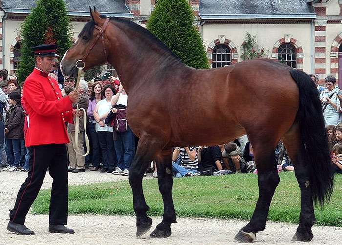 Нормандский коб, фото фотография лошади