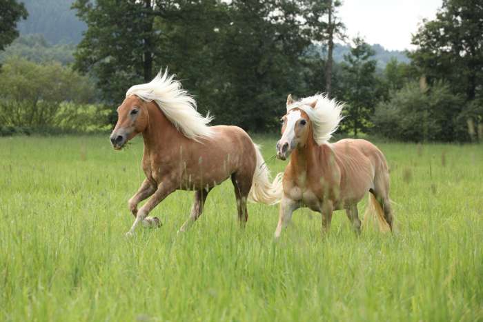 Паломино, фото фотография лошади