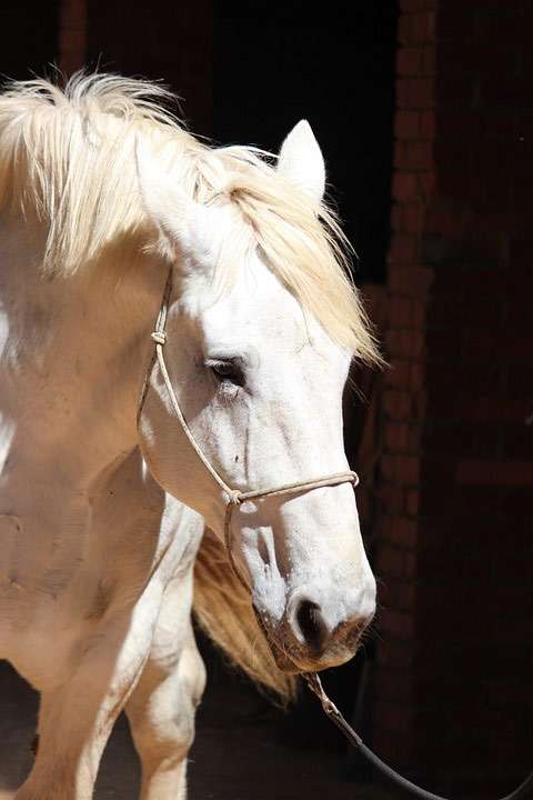 Першеронская лошадь, першерон, фото фотография