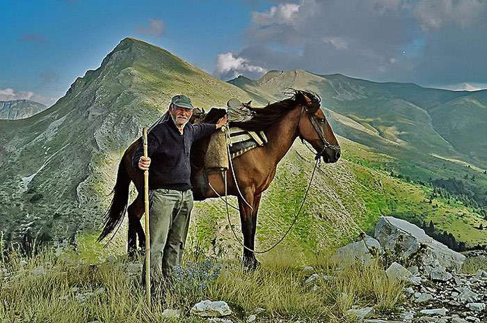 Пиндос пони, тессальская лошадь, фото фотография