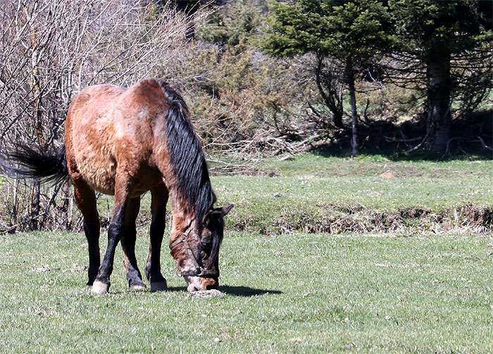Пиндос пони, тесальская лошадь, фото фотография