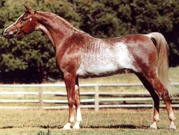 Пинто (пятнистая лошадь), фото фотография