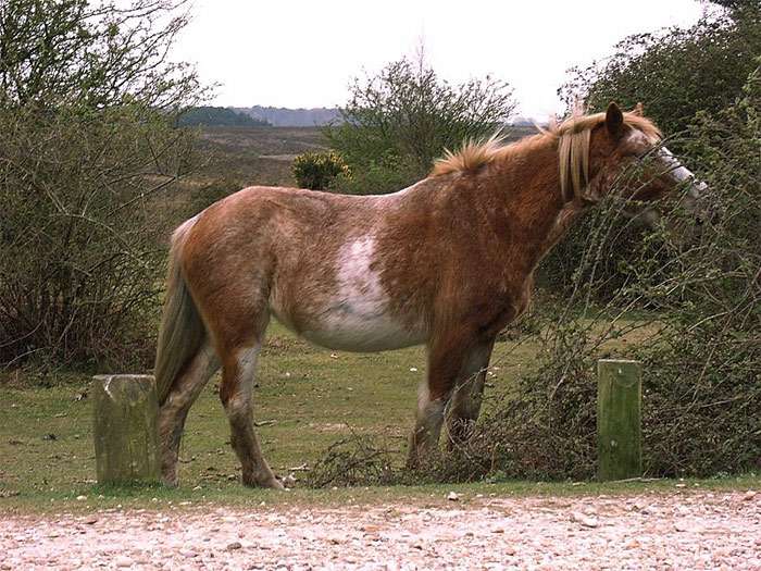 Пинто (пятнистая лошадь), фото фотография