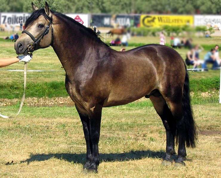 Коннемарский пони, коннемара, фото фотография лошади