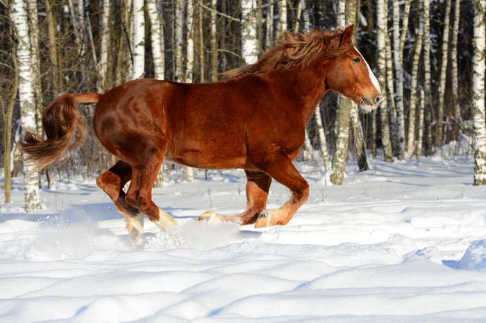 Русский тяжеловоз, русская тяжеловозная лошадь, фото фотография