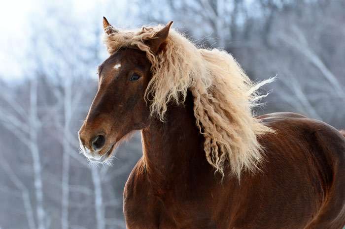 Русский тяжеловоз, русская тяжеловозная лошадь, фото фотография