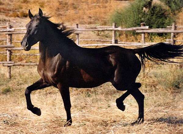 Сан фрателло (лошадь), фото фотография