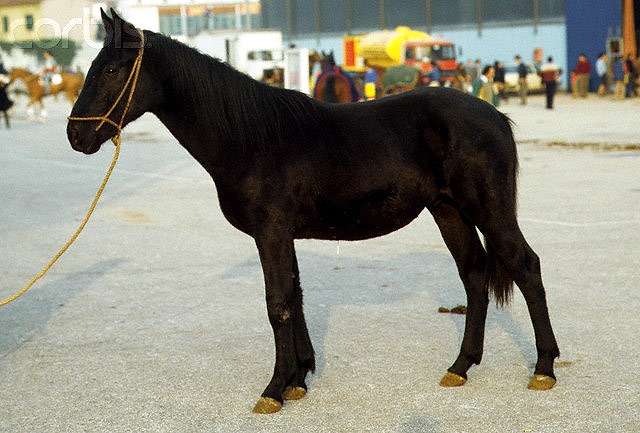 Сан фрателло (лошадь), фото фотография