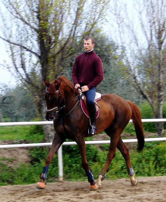Сардинский англо-араб, фото фотография лошади