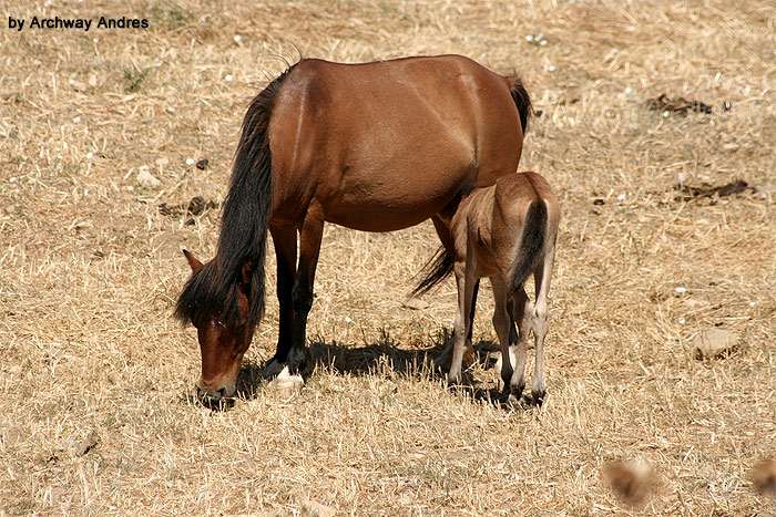 Скирос (пони), фото фотография лошади