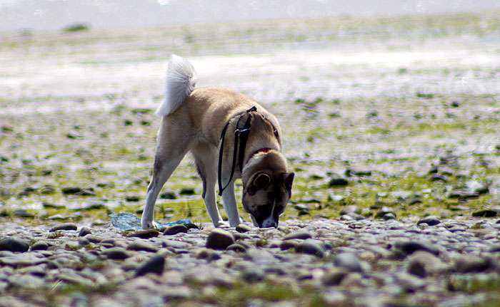 Американская акита нюхает что-то на пляже, фото фотография собаки