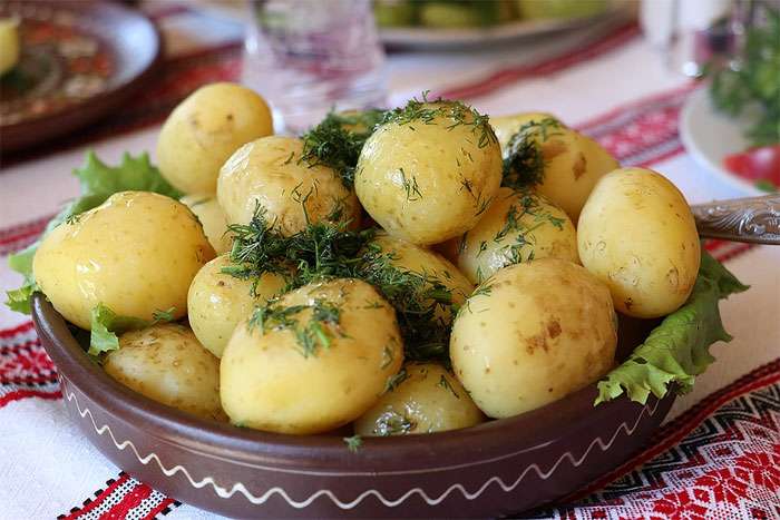 Вареный картофель картошка с укропом, фото фотография овощи