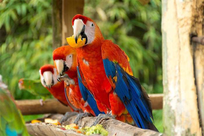 Красный ара (лат. Ara macao), фото фотография попугаи
