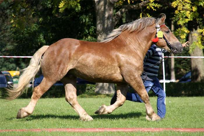 Сокольская лошадь, соколка, фото фотография