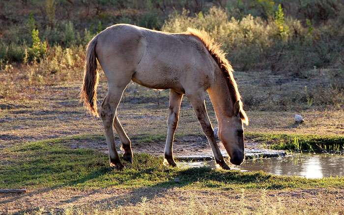 Соррайа (лошадь), фото фотография