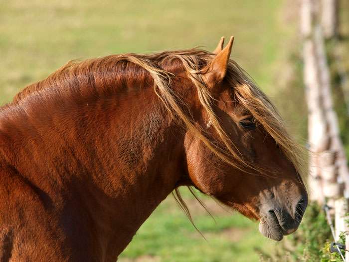 Суффолькская лошадь, суффольк, фото фотография