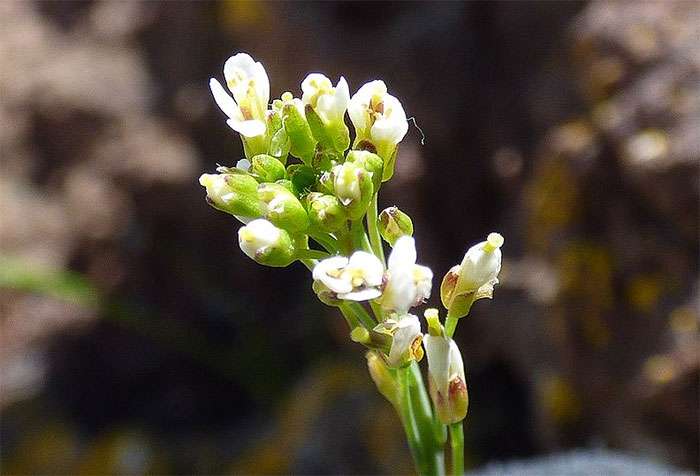 Резуховидка Таля (Arabidopsis thaliana), фото фотография