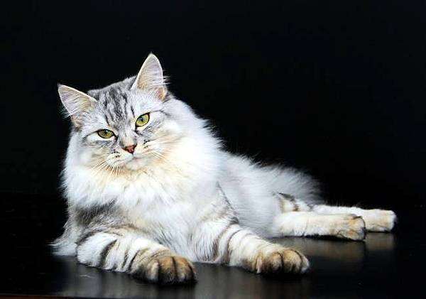 Сибирская кошка, фото фотография кошки породы кошек