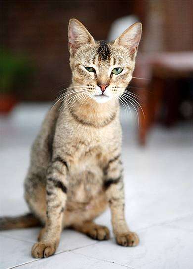 Цейлонская кошка, кошка Шри-Ланки, фото породы кошек фотография
