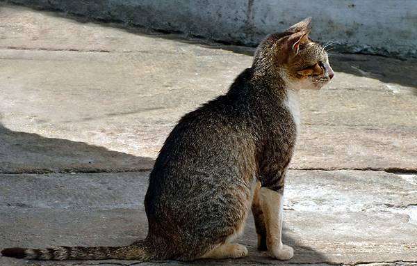Цейлонская кошка, фото породы кошек изображение