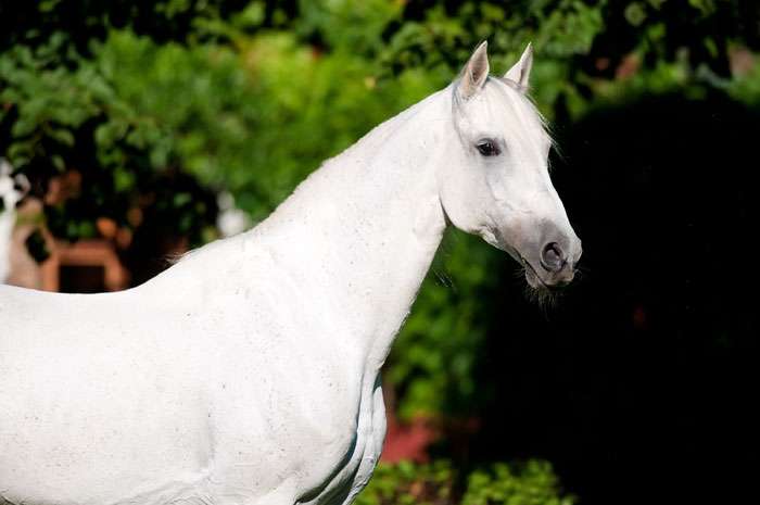 Терская лошадь, фото фотография