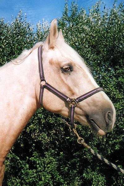 Торийская лошадь, фото фотография