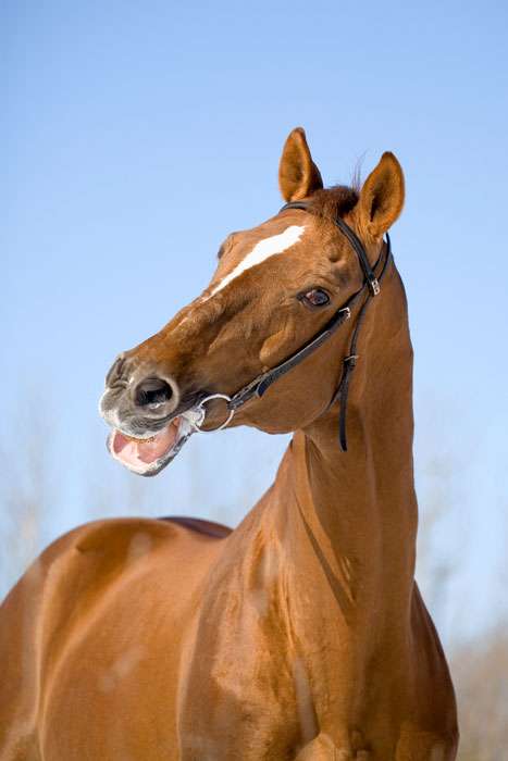 Тракененская лошадь, тракенен, фото фотография