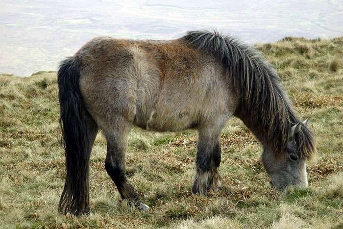 Уэльский горный пони, фото фотография лошадь
