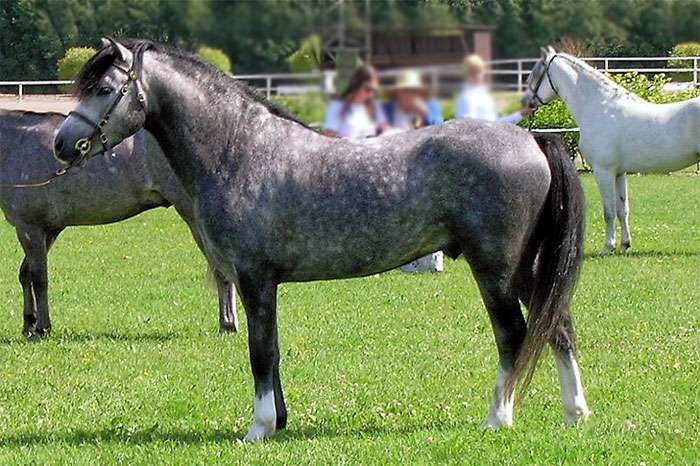 Уэльский верховой пони (секция В), фото фотография лошадь
